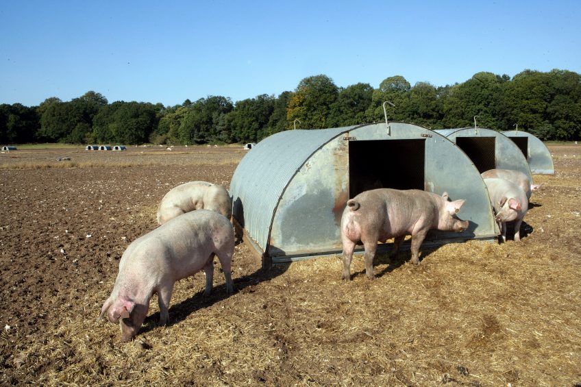 UK pig producers worried about labour shortage. Photo: Henk Riswick