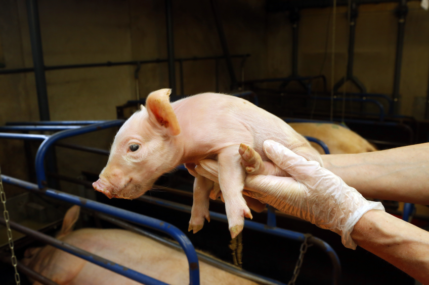 Congenital tremor in piglets due to pestivirus