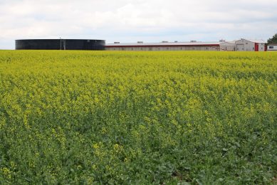 Market access important to Canada's pork sector. Photo: Vincent ter Beek