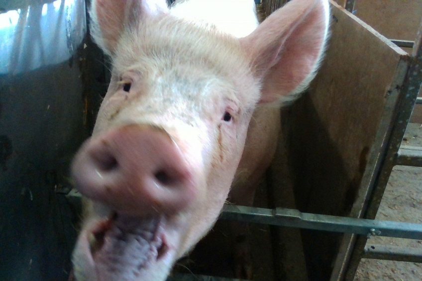 Say cheese! A pig at SRUC smiles at the camera. Photo: SRUC