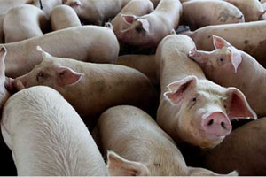 New pig weighers introduced