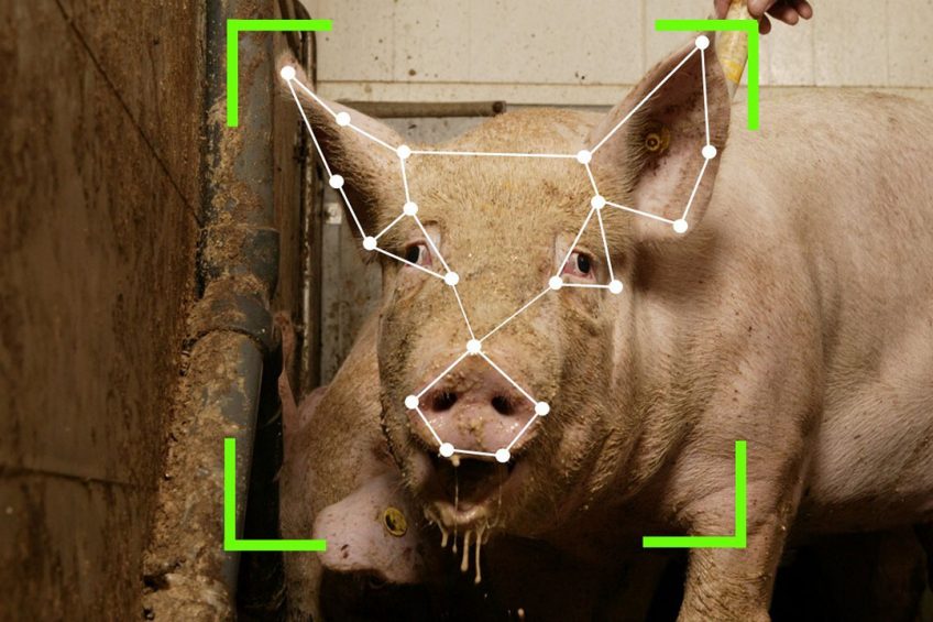 Facial recognition could be one of the ways how Huawei can play a role in pig production. - Photo: Henk Riswick