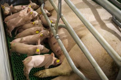An easy farrowing enhances piglet health. Photo: Peter Roek