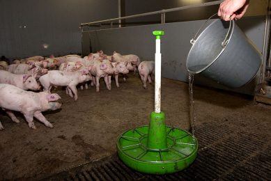 This farm applies colistin in drinking water for the piglets to prevent diarrhoea. Photo: Ronald Hissink