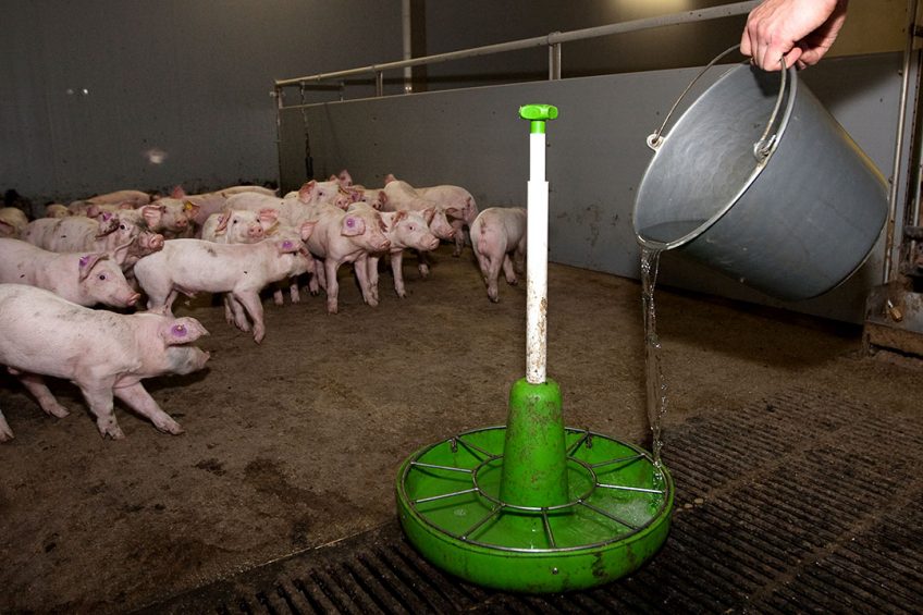 This farm applies colistin in drinking water for the piglets to prevent diarrhoea. Photo: Ronald Hissink