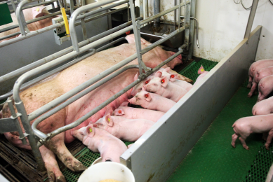 Gestating and lactating sows need high feeding level