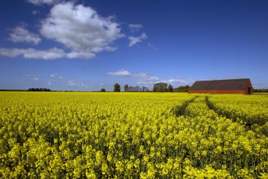 Canola meal is derived from rapeseed plants. Photo: Dennis F. Beek