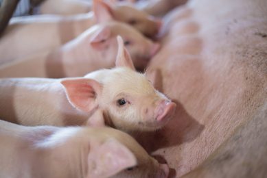 Trials have shown that adding an appetite stimulant to a lactating sows diet improved live litterweight. Photo: Shutterstock