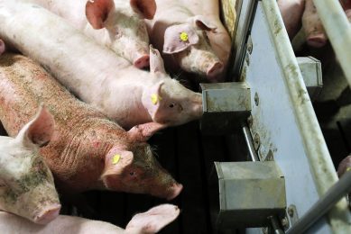 Antibiotics can be administered to pigs through injection, water and feed. - Photo: Bert Jansen