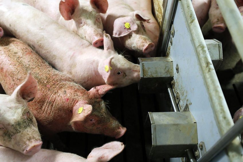 Antibiotics can be administered to pigs through injection, water and feed. - Photo: Bert Jansen