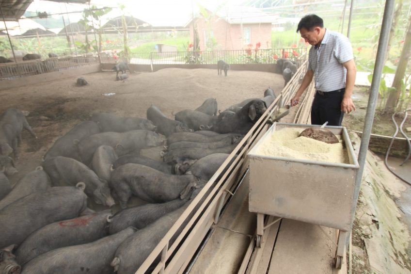 Mr Li Hainin feeding one of his batches of black finisher pigs. He has a moveable bin on rails to help him with that. Photo: Vincent ter Beek