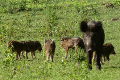 A wild boar with her litter roaming in a meadow in Europe. - Photo: Jan Vullings