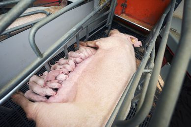 A healthy and high performing Danish sow nursing more than 13 piglets. Photo: Lars Mikkelsen (C)
