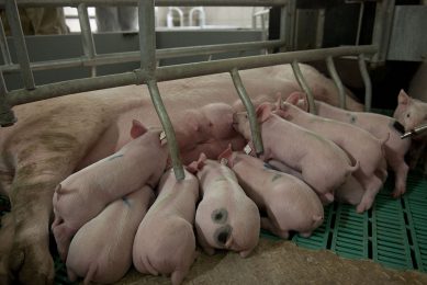 At least four parameters are present at birth that can ultimately determine piglets  lifetime performance. Photo: Mark Pasveer