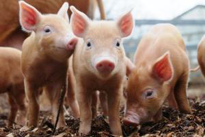 Enzyme for wine could be antibiotic alternative for pigs