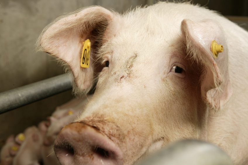 Heavier pigs may suffer from heart problems. Photo: Henk Riswick