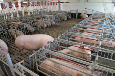 Why heat up the barns for group housed sows? Photo: Prairie Swine Centre