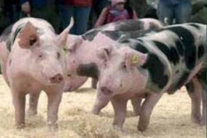 Piétrain pigs tested in the tropics