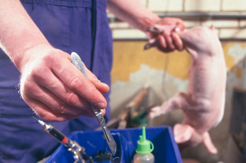 Castration is definitely not one of the most favourite chores on swine farms. - Photo: Mark Pasveer