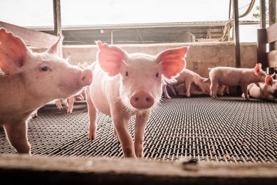Efficiently implementing low protein piglet diets is key while keeping performance optimal. Photo: Ajinomoto