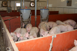Efficient ventilation systems are vital in keeping pigs cool.