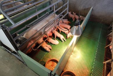 Which management practices maximise piglet survival?  Photo: Bert Jansen