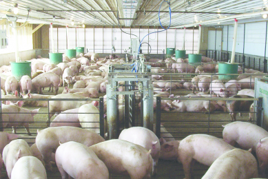 Accurate data gives confidence to pig farmers. Photo: Osborne Industries