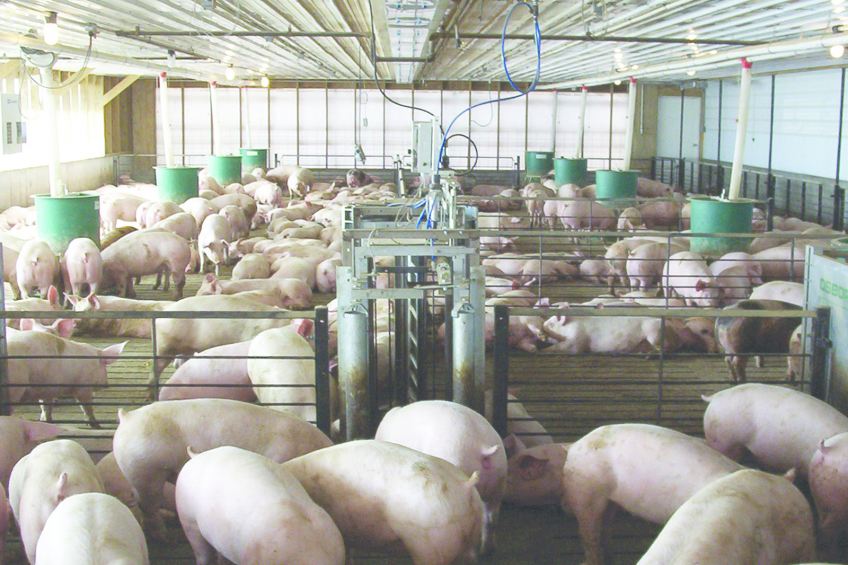 Accurate data gives confidence to pig farmers. Photo: Osborne Industries