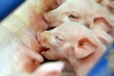 Shorter gestation length a risk for piglet survival