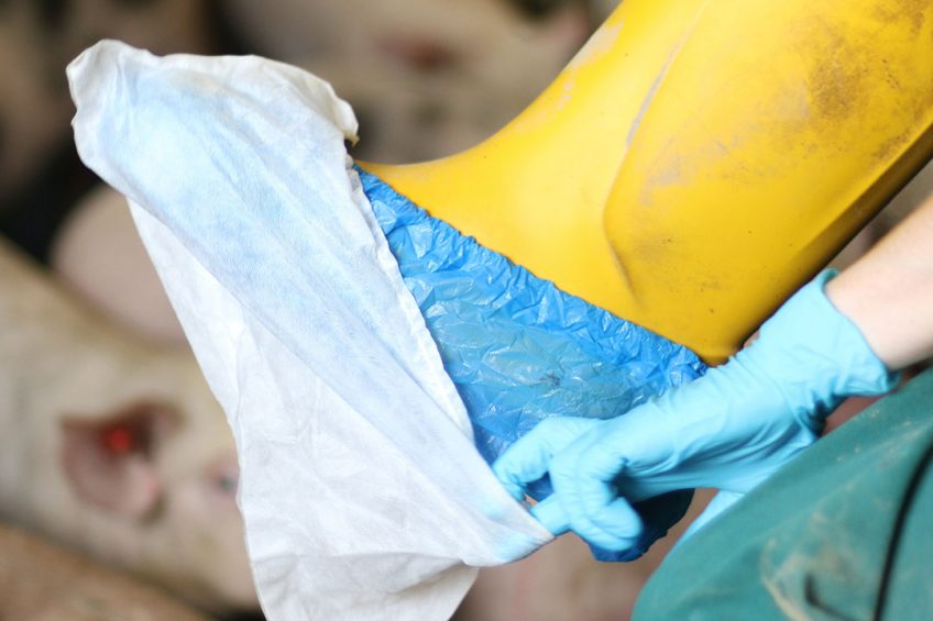 Sock sampling method   the start of on-farm bacteriology-based Salmonella monitoring. Photo: Royal GD