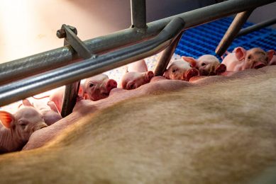 Sows need to be in excellent bodily condition to deal with the task of lactation. Photo: Ronald Hissink