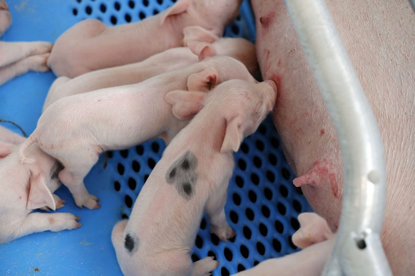 Newborn piglets have found their way to milk and colostrum. These piglets were not involved in the study described in the article. - Photo: Bert Jansen