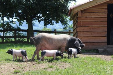 Pierre Oteiza wanted to be a part of the rebirth of the Basque pig breed. - Photo: Pierre Oteiza