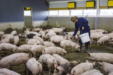 Job satisfaction in a pig-friendly farm. Photo: Ronald Hissink