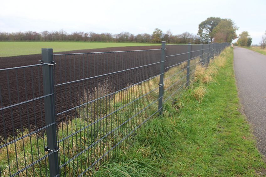 Building a fence between Poland and Germany is being considered to keep ASF out. This fence was recently completed between Germany and Denmark, although in that area no ASF has been found. Photo: Vincent ter Beek