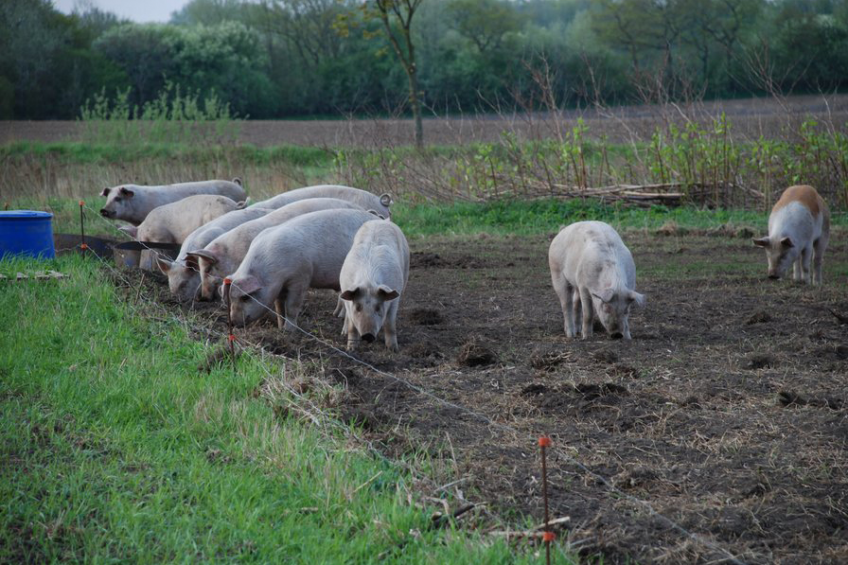 Project to prevent erysipelas in organic pigs. Photo: Aarhus University