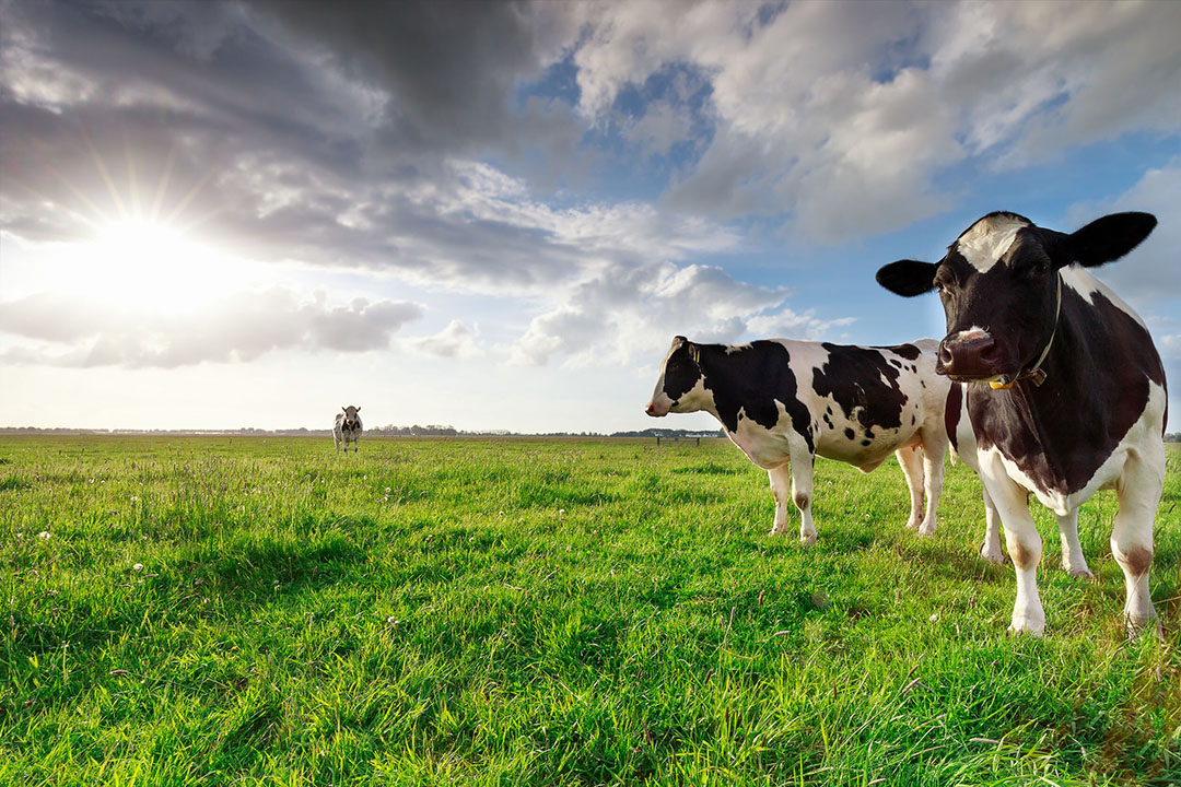 Feed additives: A tool for sustainable animal production - Pig Progress Feed additives: A tool for sustainable animal production - Pig Progress