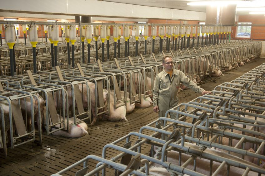 Germany steers towards further reduction of sow stalls. Photo: Mark Pasveer