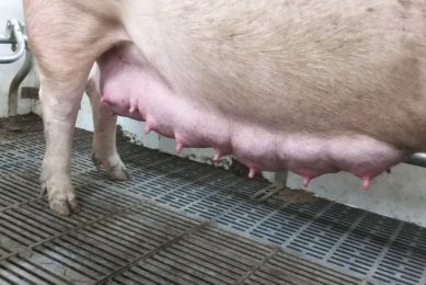 How do we know the nursing capacity of sows? Photo: Vivi Aarestrup Moustsen