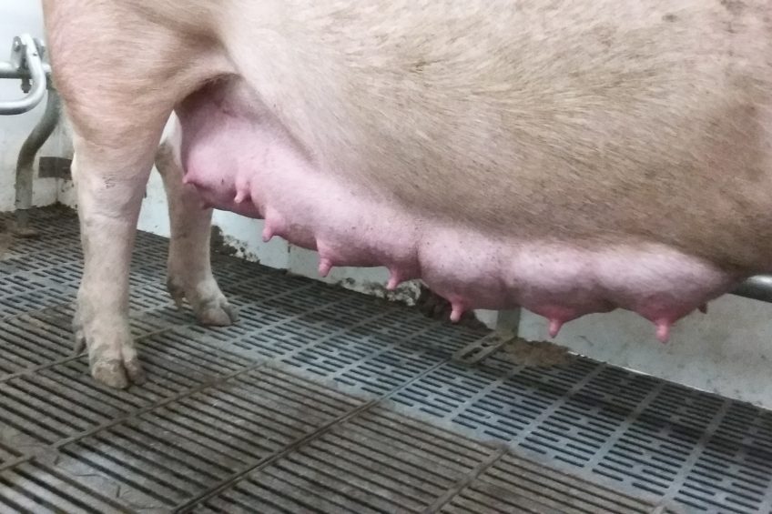 How do we know the nursing capacity of sows? Photo: Vivi Aarestrup Moustsen