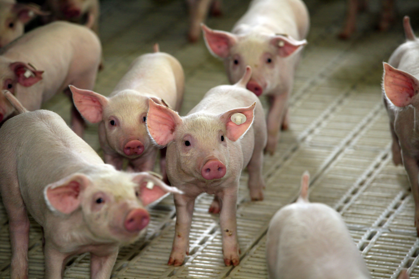 Potential of dietary organic acids fed to swine. Photo Henk Riswick