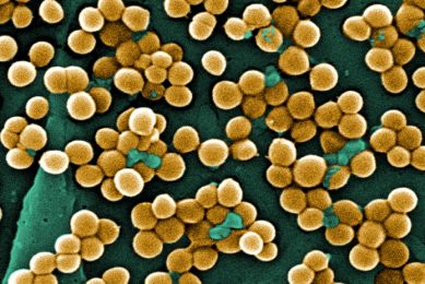 A microscopic view of MRSA bacteria. Photo: Centers for Disease Control (CDC). Photo: Centers for Disease Control (CDC)