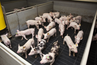 About 60% of the ProHealth research grant will be spent on ways to keep pigs healthy.