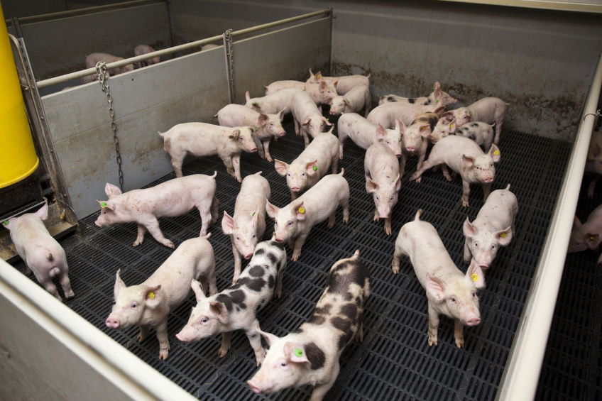 About 60% of the ProHealth research grant will be spent on ways to keep pigs healthy.