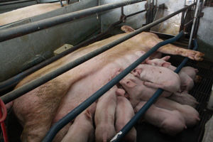 Lactating sows - feed intake monitoring