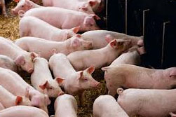 Organic diet mixes for UK pigs and poultry