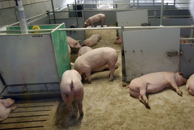 Finisher pigs at an innovative farm in the Netherlands where production of antibiotic-free pigs is one of the goals. - Photo: Bert Jansen