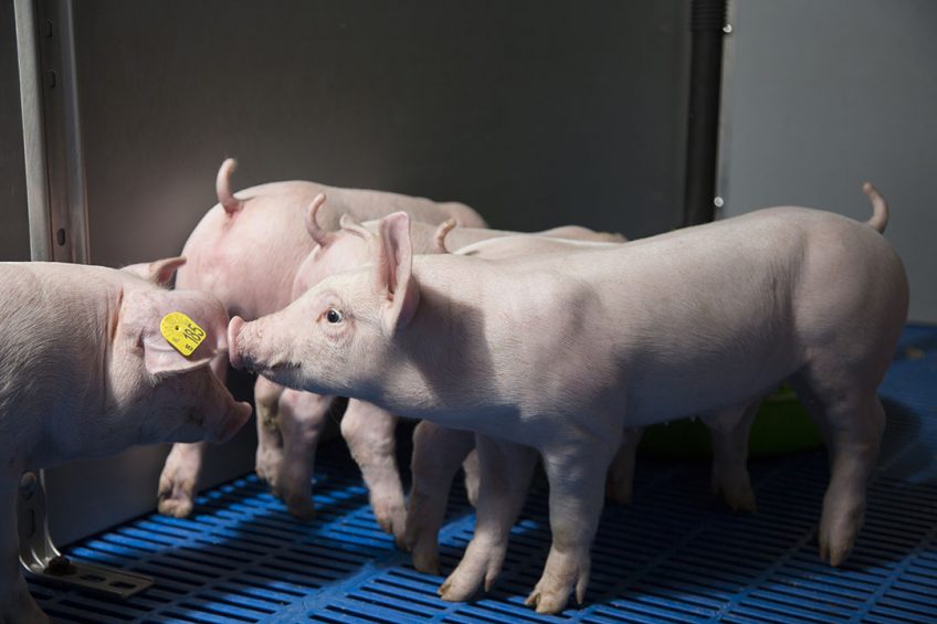 Most piglets are weaned between 3 and 4 weeks of age. Healthy piglets will start eating sooner. Photo: Daniel Wenzel