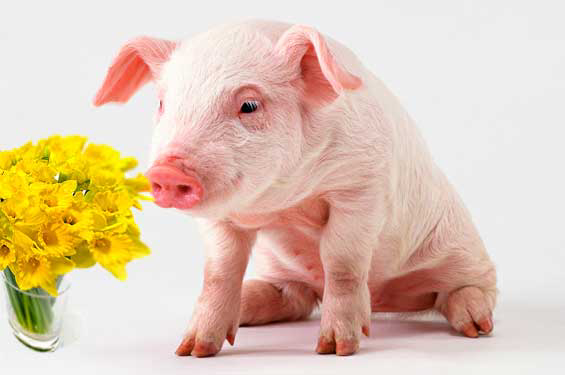 Spring blossoms for US Pig producers