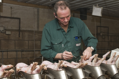 ‘Not castrating organic pigs not economically viable’